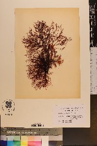Gelidium purpurascens image