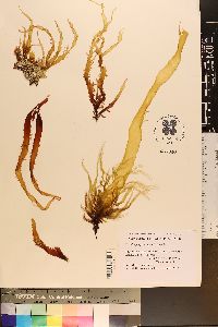 Grateloupia prolongata image