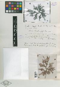 Gracilaria cuneata image