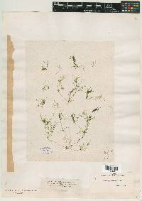 Nitella opaca var. paucicosta image