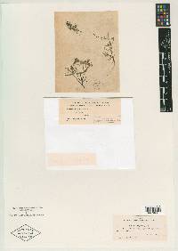 Nitella subglomerata var. subspicata image
