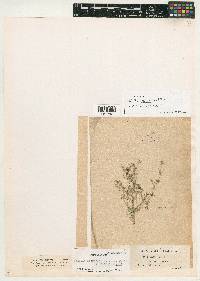 Nitella blankinshipii var. occidentalis image