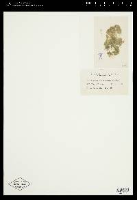 Mougeotia viridis image