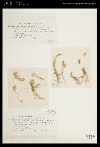 Spirogyra neglecta image