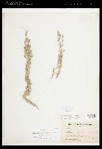 Chara vulgaris var. longibracteata image