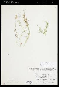 Chara zeylanica var. elegans image