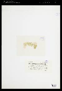 Enteromorpha micrococca f. bullosa image