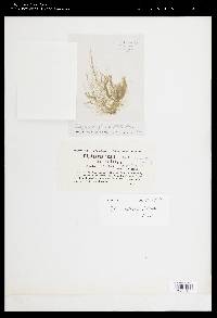 Cladophora flexuosa f. floridana image