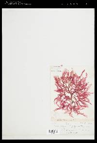 Apoglossum spathulatum image