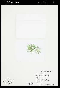 Batrachospermum turfosum image