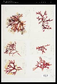 Callophyllis japonica image