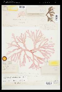 Calonitophyllum medium image