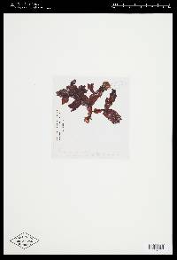 Dictyomenia fraxinifolia image