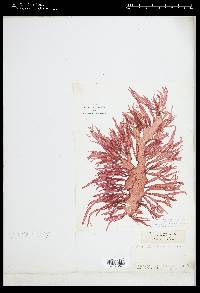 Halarachnion ligulatum image