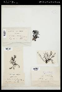 Lophurella hookeriana image