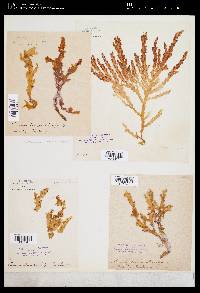 Plocamium corallorhiza image