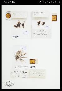 Polysiphonia ferulacea image