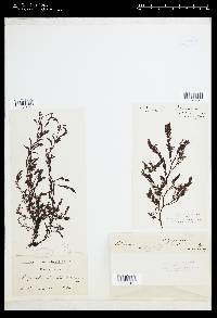 Polysiphonia muelleriana image