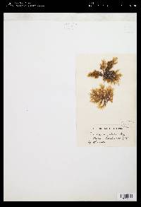 Gigartina angulata image