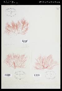 Griffithsia corallinoides image