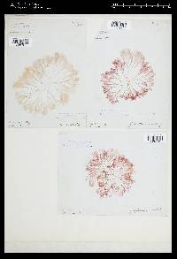 Griffithsia corallinoides image