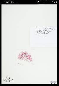 Heterosiphonia japonica image