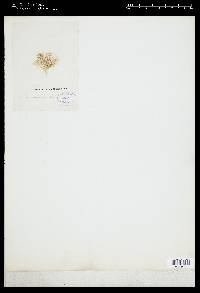 Jania micrarthrodia image