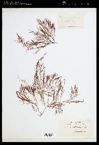 Laurencia filiformis image