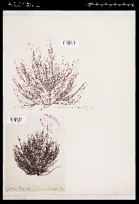 Polysiphonia agardhiana image