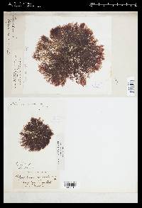 Polysiphonia corymbosa image