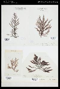 Polysiphonia derbesii image