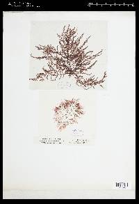 Neosiphonia elongella image