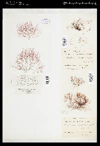 Polysiphonia variegata image