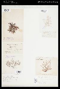 Herposiphonia versicolor image