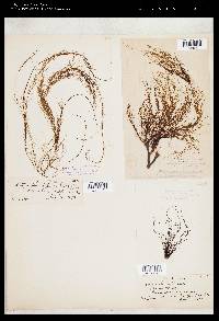 Dictyosiphon hippuroides image