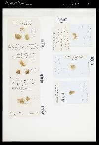 Ectocarpus bombycinus image