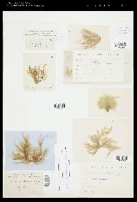 Ectocarpus commensalis image