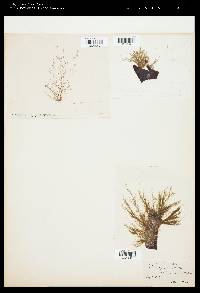 Ectocarpus tesselatus image