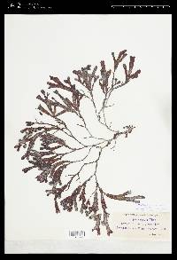 Fucus guiryi image