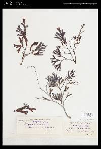 Fucus guiryi image