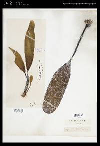 Laminaria sinclairii image