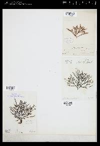 Pterosiphonia complanata image