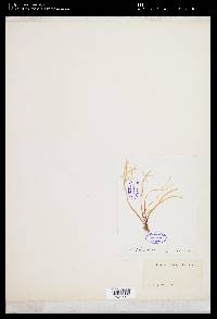 Trematocarpus flabellatus image