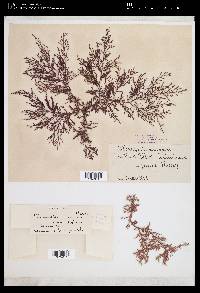 Wrangelia nobilis image