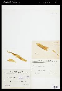 Phyllitis fascia image