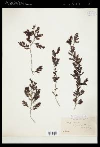 Sargassum plagiophyllum image