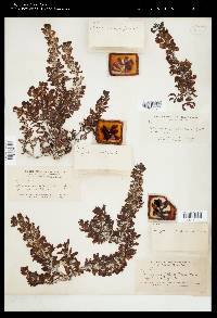 Sargassum polyceratium image