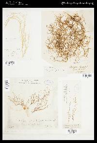 Spermatochnus paradoxus image