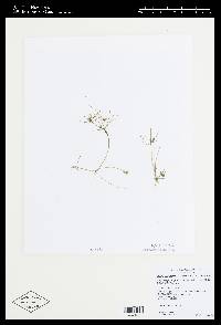 Nitella flexilis f. spanioclema image