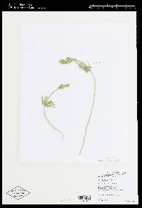 Chara longifolia image